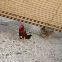مرغ و خروس سرحال