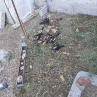 جوجه لاری نژاددار