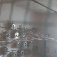حدود ۳۵جفت نروماده آماده