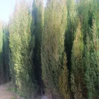 نهال سرو ناز شیراز