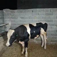 گوساله نر