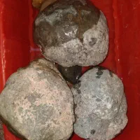 فسیل لاک‌پشت و دو عدد فسیل گراز