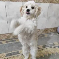 لئو