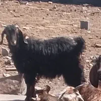 بزغاله ماده