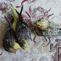 جوجه عروس هلندی سرلاکی