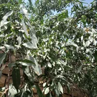 بادام تکانی تیز تکان پاک تکان