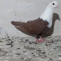 کفتر کلاغ سرخ