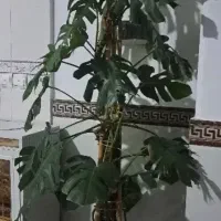 گل و گیاه