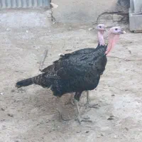 بوقلمون نر