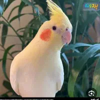 عروس ابلع و سفید