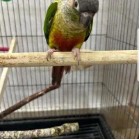 پرنده گرینچیک دستی ماده