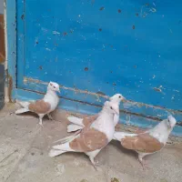 کفتر دوکت زرد