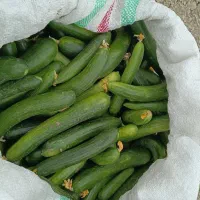 خیار محلی تازه