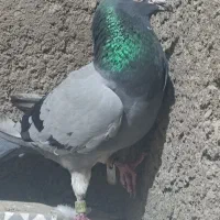 دو عدد کفتر یکی گرفتنی امسال یکی پارسال