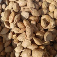 بادام دیم