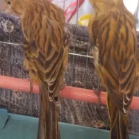 قناری جوجه سوخته  2 عدد