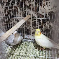 یک جفت عروس هلندی  سالم و مولد