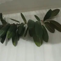 گل بزرگ