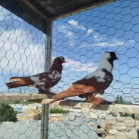 ککیلی