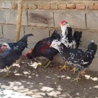 مرغ خروس گلین لر