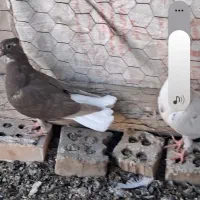 دغاغله