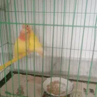 کوتوله رنگی