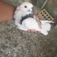 کفتر