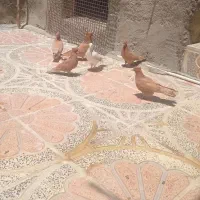 یه کله کفتر