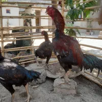 خروس لاری
