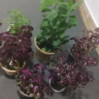 گل طبیعی|گل و گیاه طبیعی|میاندوآب, |دیوار