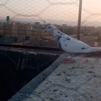 کفتر پرشی