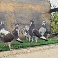 پرنده