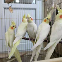 یک جفت عروس هلندی مولدلوتینو همراه قفس و لانه