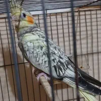 عروس هلندی ۳ ماهه بینظیر