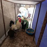 خروس مروغ تخمی