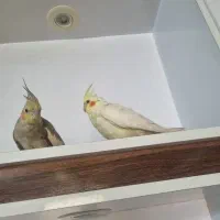 یک جفت عروس هلندی بالغ