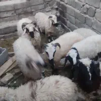 گوسفند
