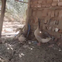 غاز  نر و ماده