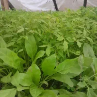 شیتیل ،نشاءگوجه فرنگی فلفل،بادمجان چغندر