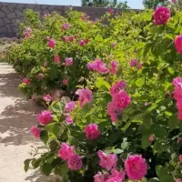 فروش گل محمدی درجه یک