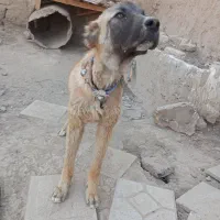 توله 10ماهه نر