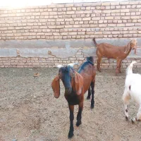 کره و چپیش