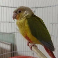 گرینچیک آناناسی