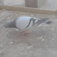 تعدادی  ۳ تا کفتر شهرستانی