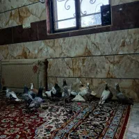 کفتر پرشی
