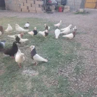 کبوترفروشی از۵۰۰ب بالا