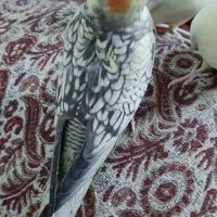 جشنواره عروس هلندی