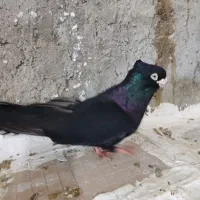 صرب|پرنده|مسجد سلیمان, |دیوار