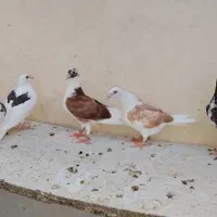 جوجه دوکت و جوجه سینه سفید