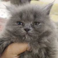 گربه دو ماهه